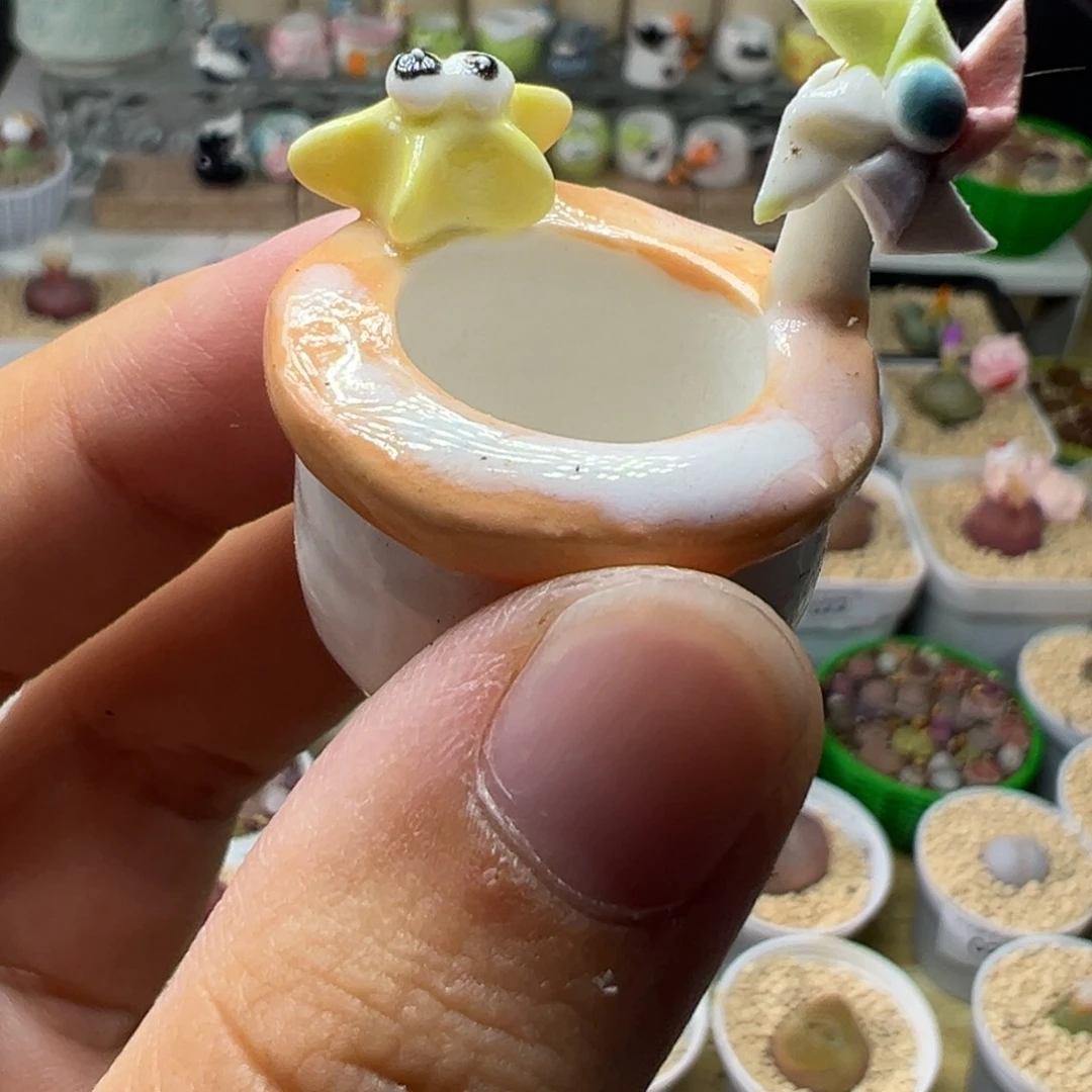 多肉植物实付满9.9包邮51