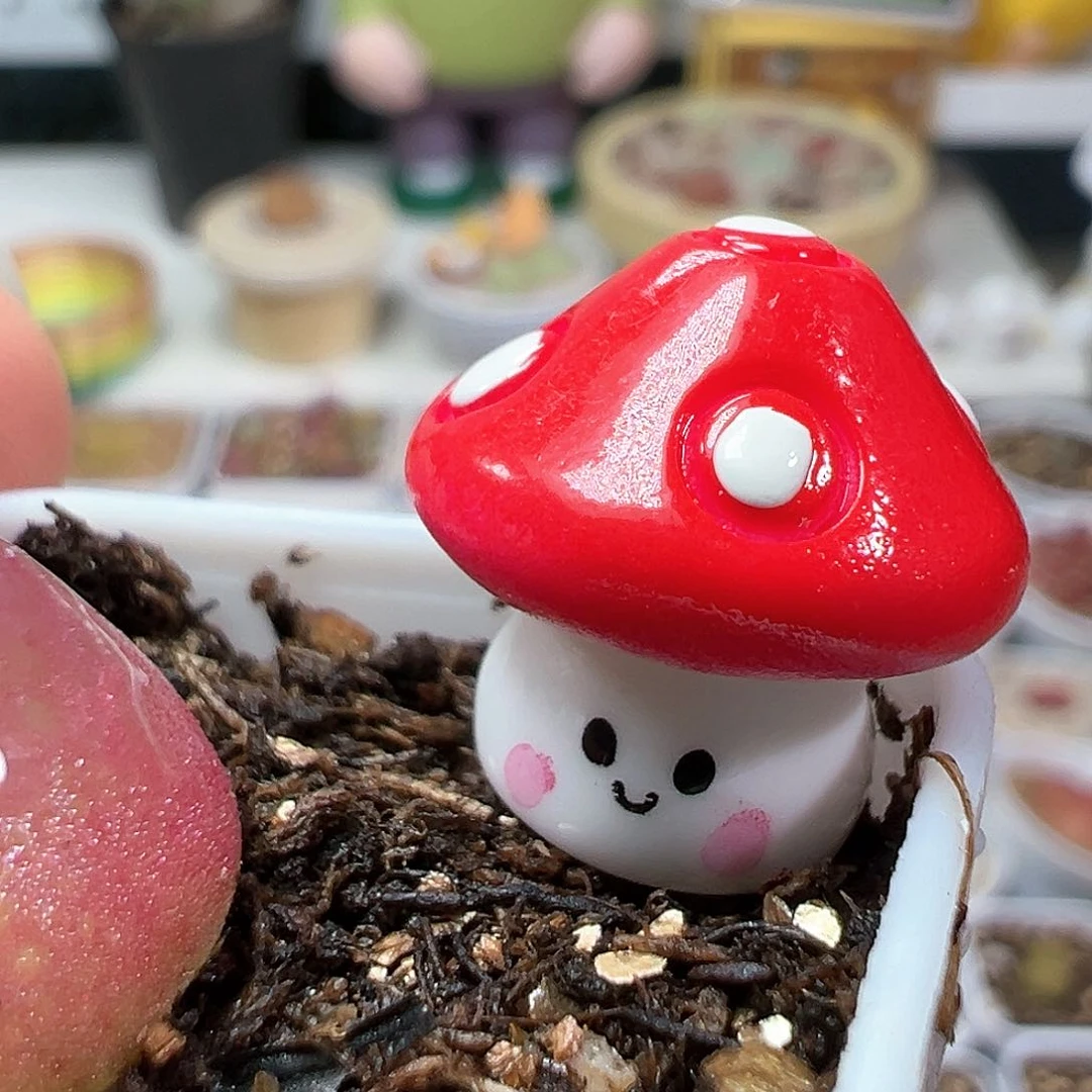 多肉植物实付满9.9包邮139压盆石
