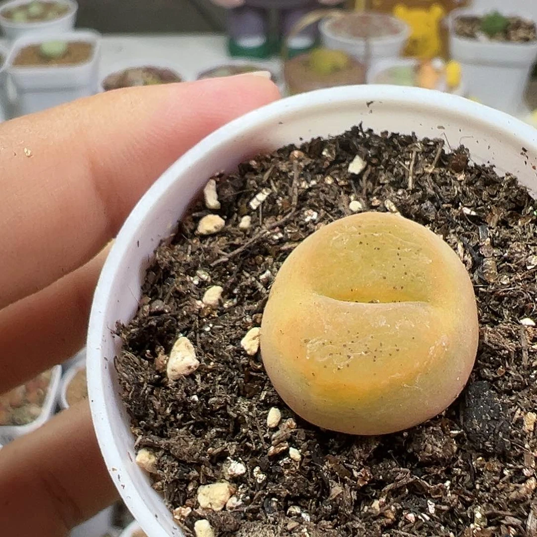 多肉植物实付满9.9包邮42