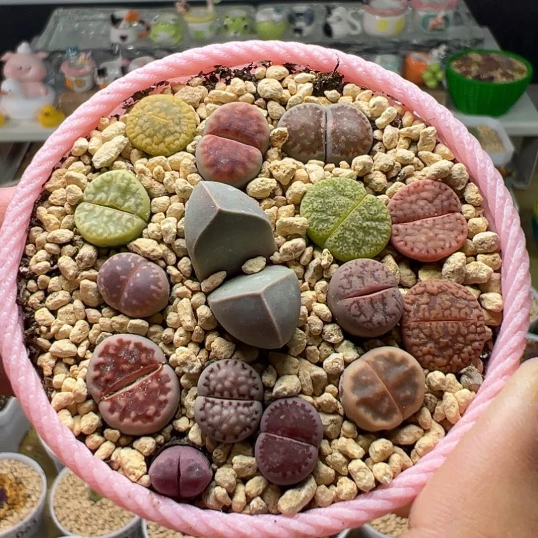 多肉78新粉福利15个彩色