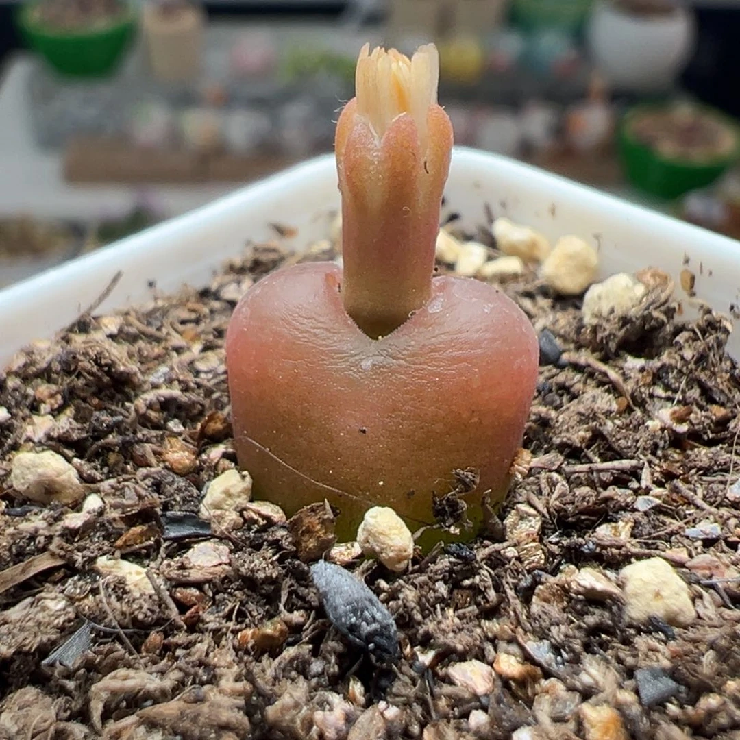 多肉45小吕氏1.1厘米