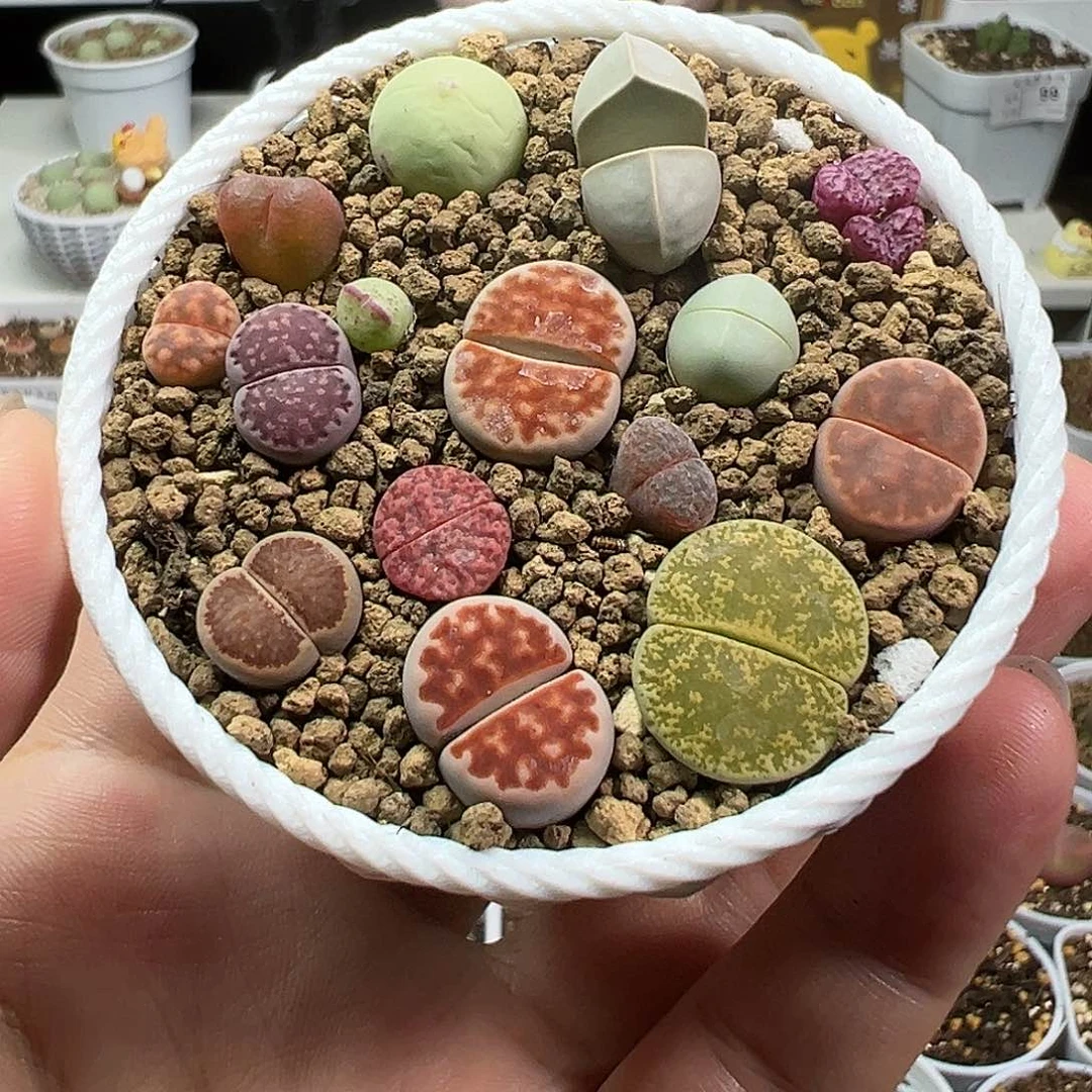 多肉植物实付满9.9包邮216