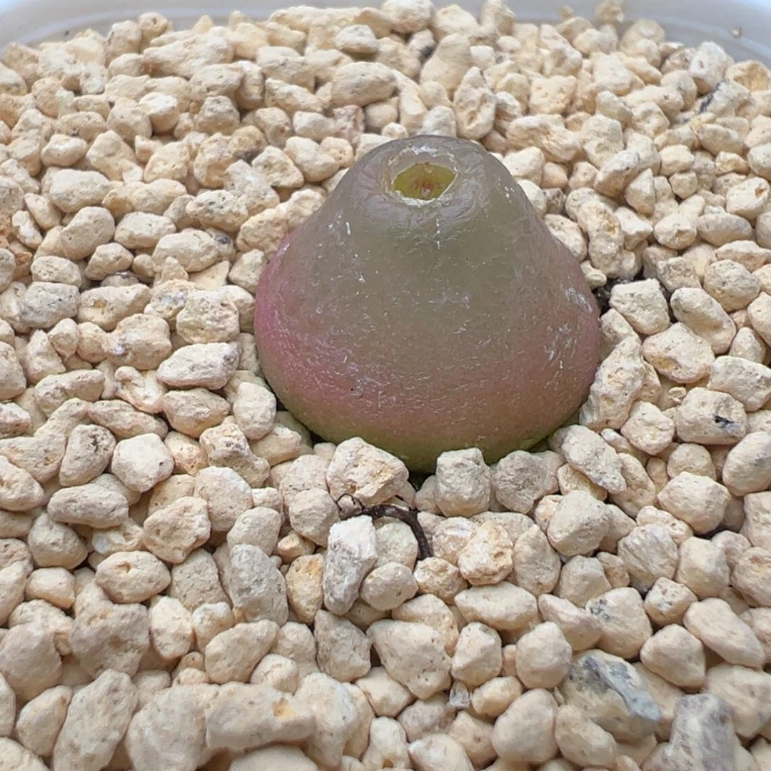 多肉132灯泡1.8厘米