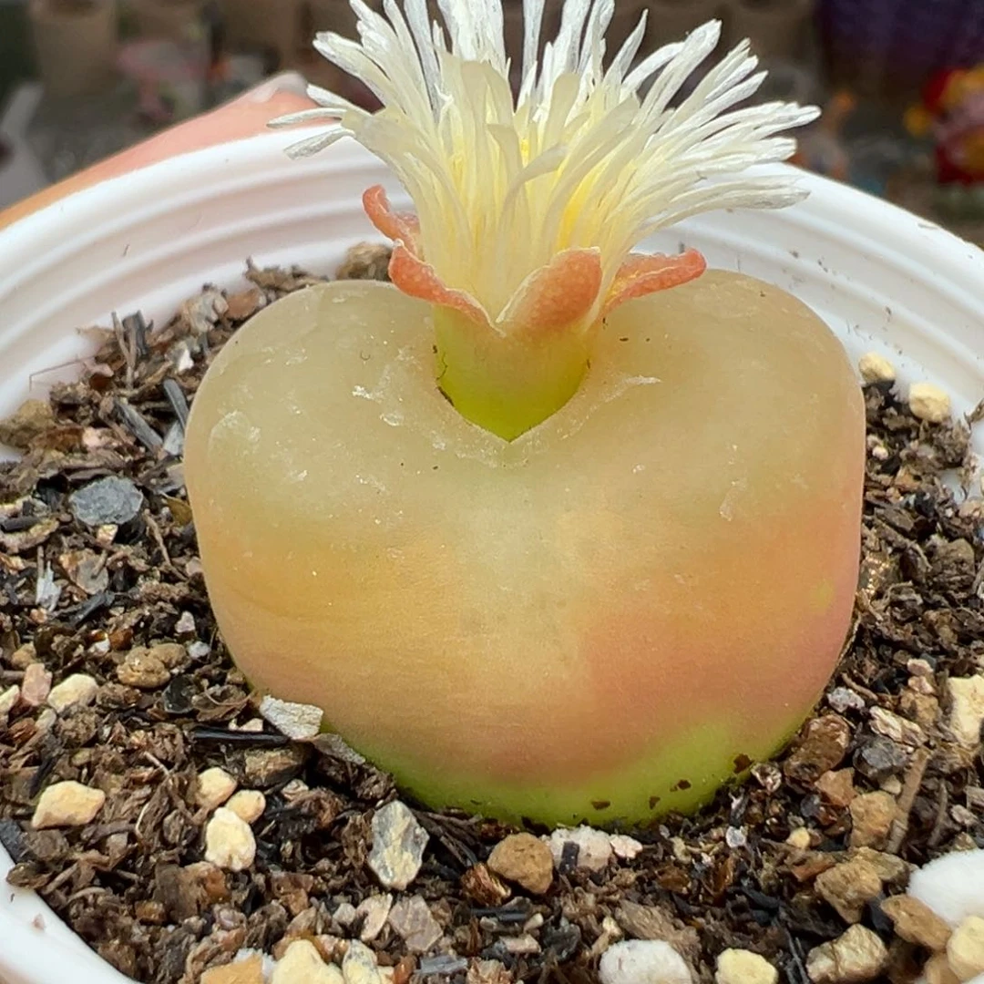 多肉植物66毛毛2.6厘米