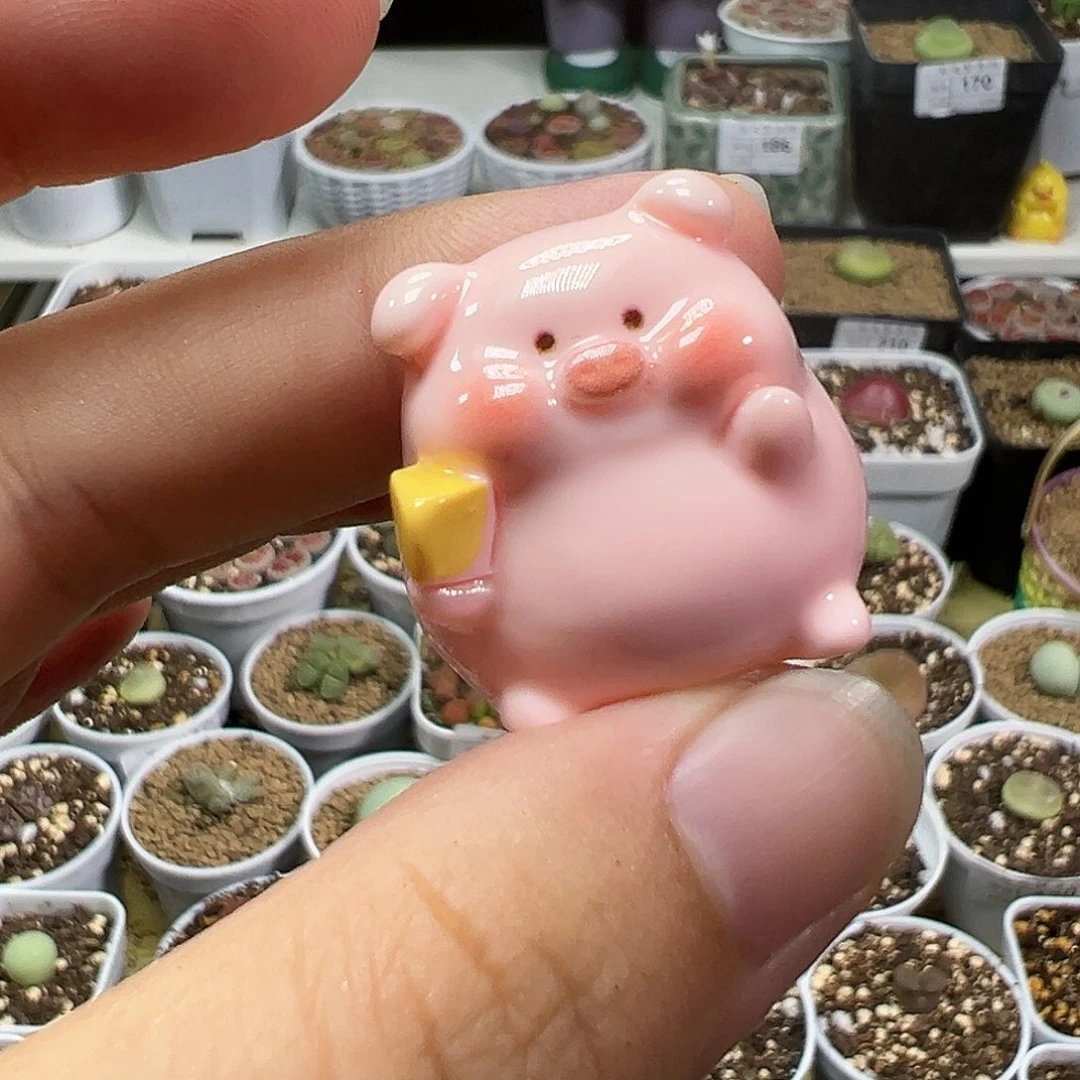 多肉植物实付满9.9包邮200