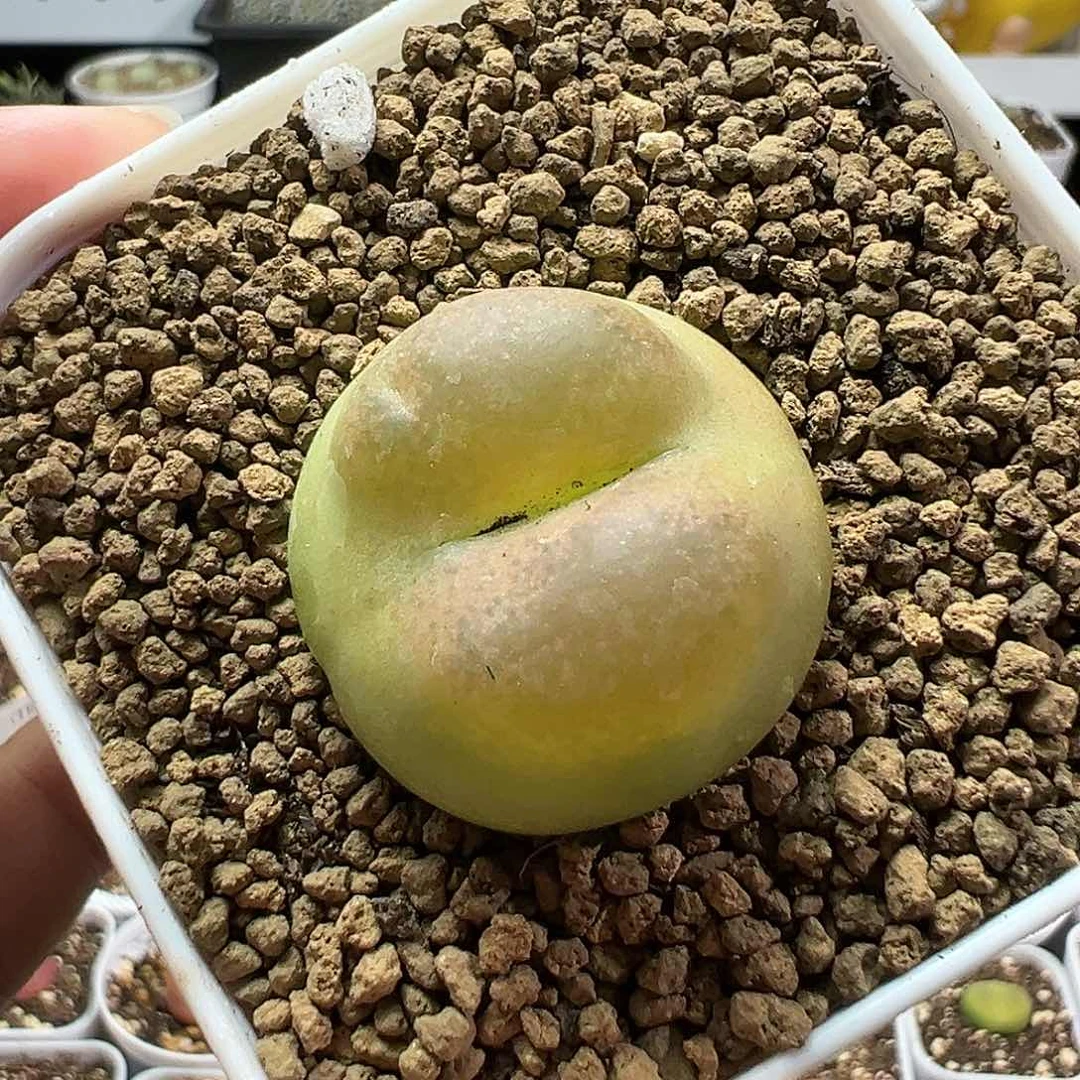 多肉植物实付满9.9包邮199