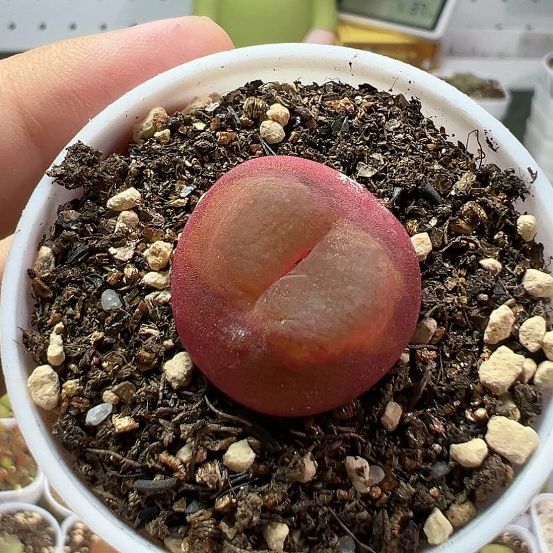 多肉植物实付满9.9包邮117