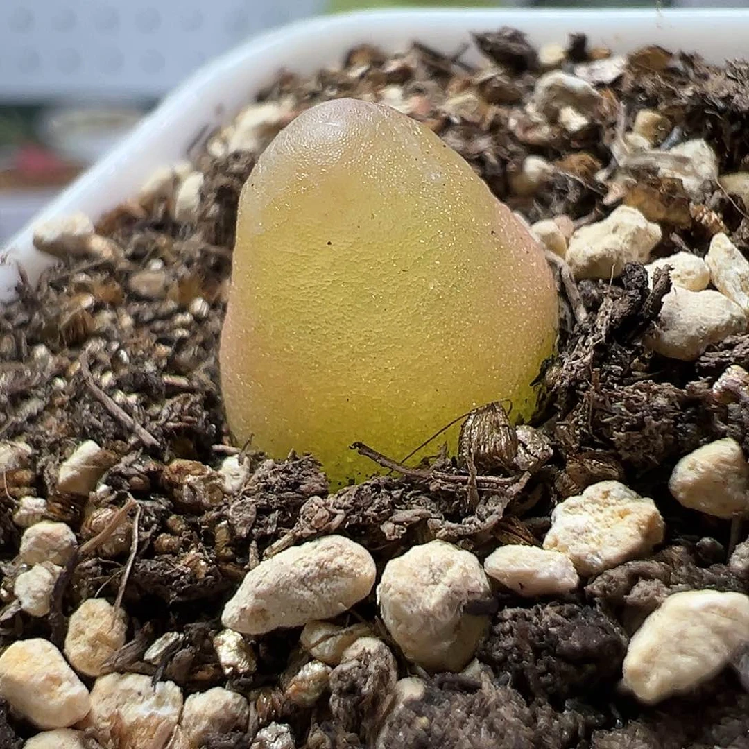 多肉植物实付满9.9包邮92