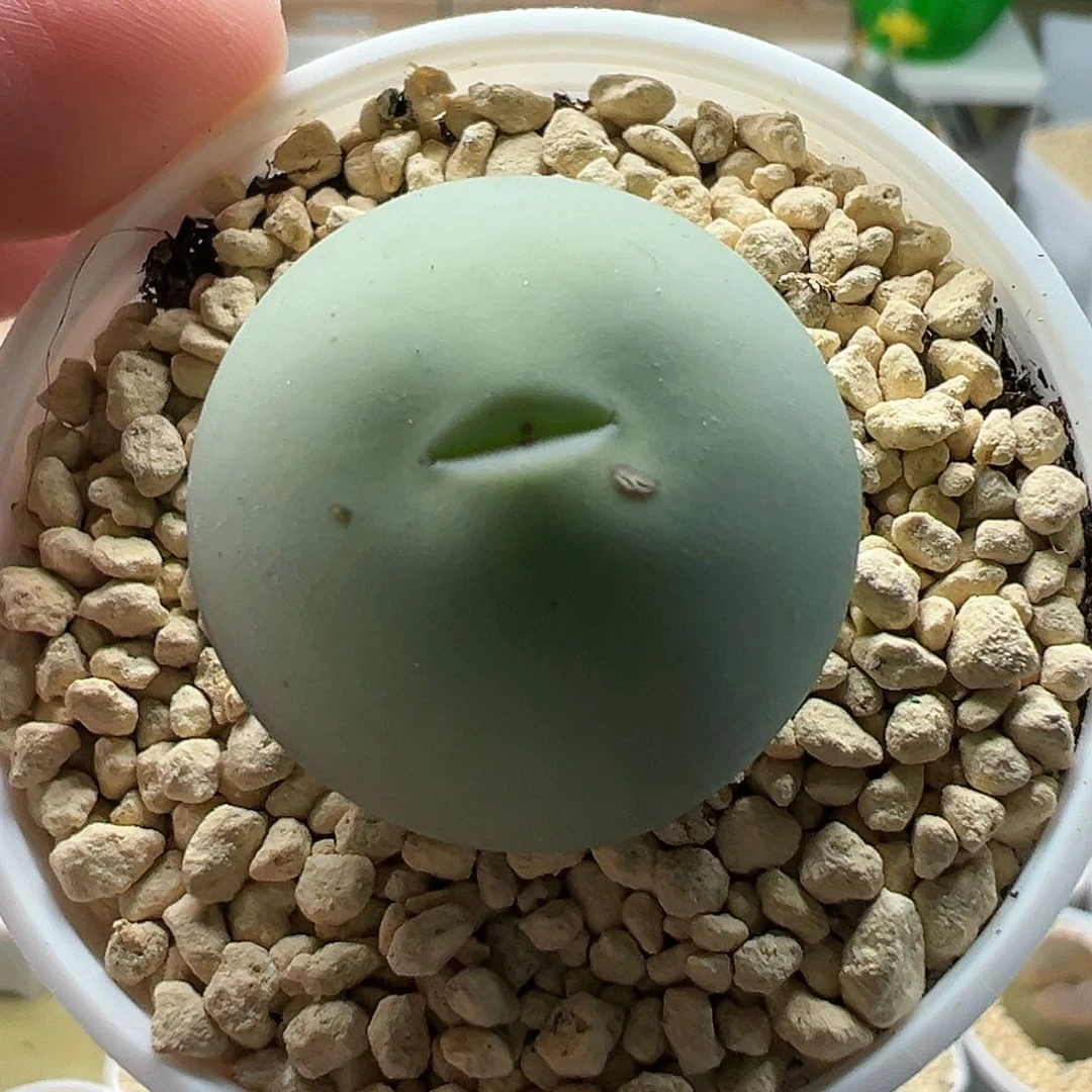 多肉225鸽子蛋2.5