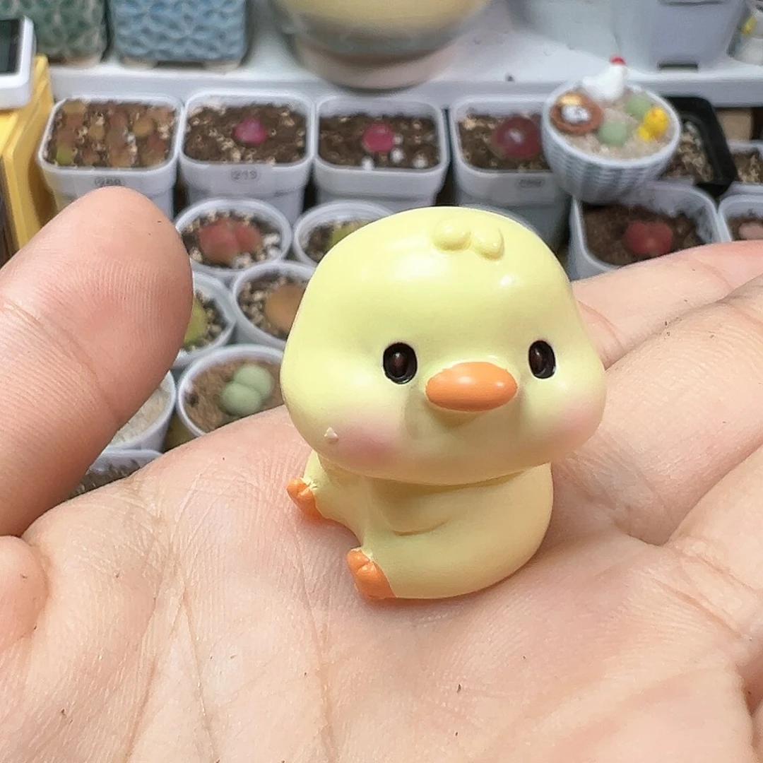 多肉植物实付满9.9包邮316压盆石