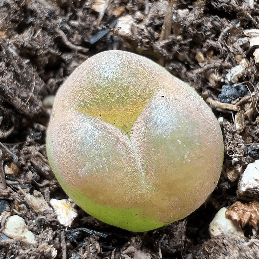多肉植物实付满9.9包邮250水蜜桃奔驰