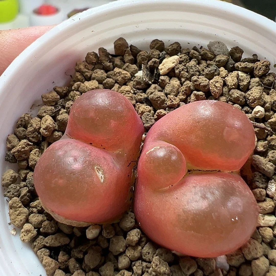 多肉植物实付满9.9包邮78