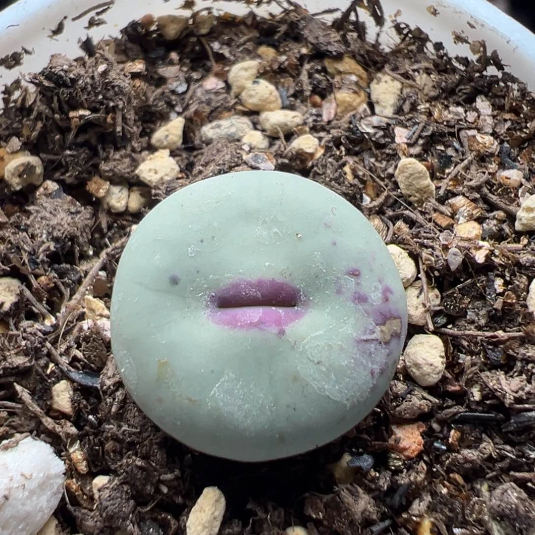 多肉196红嘴1.5厘米