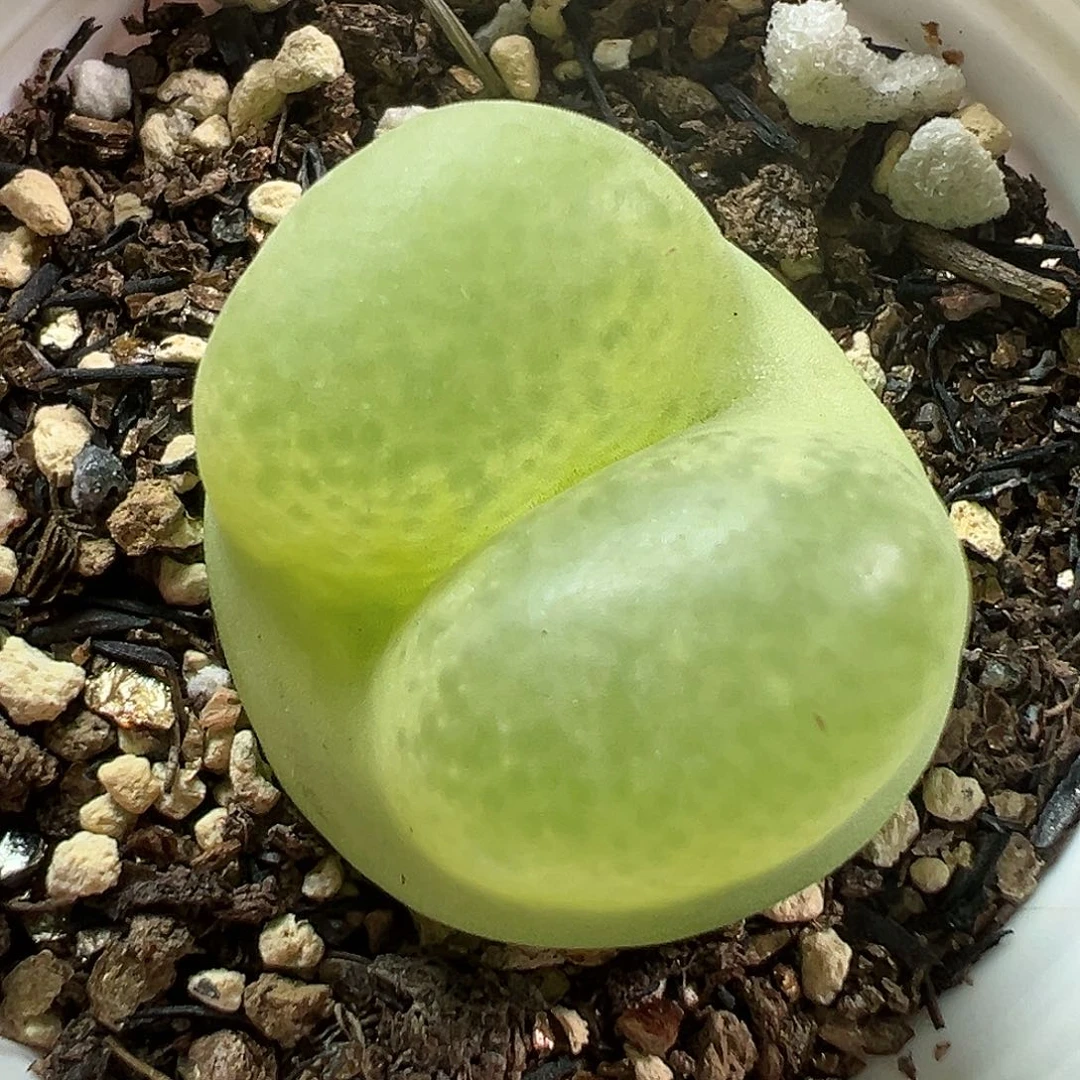 多肉植物实付9.9包邮163