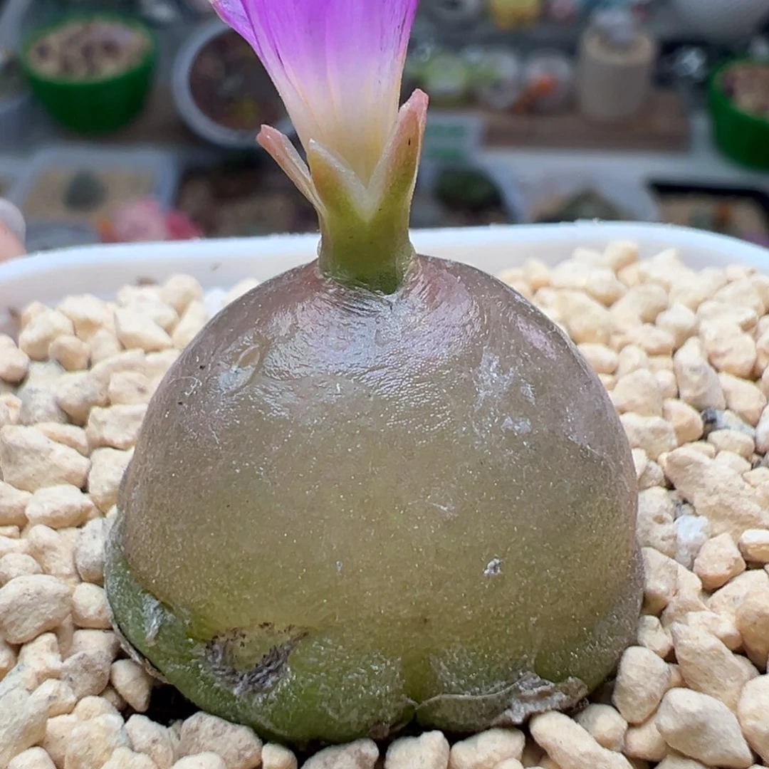 多肉89灯泡2.5福利