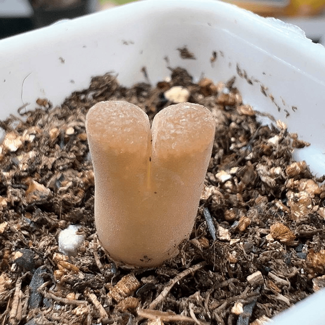 多肉植物实付满9.9包邮167