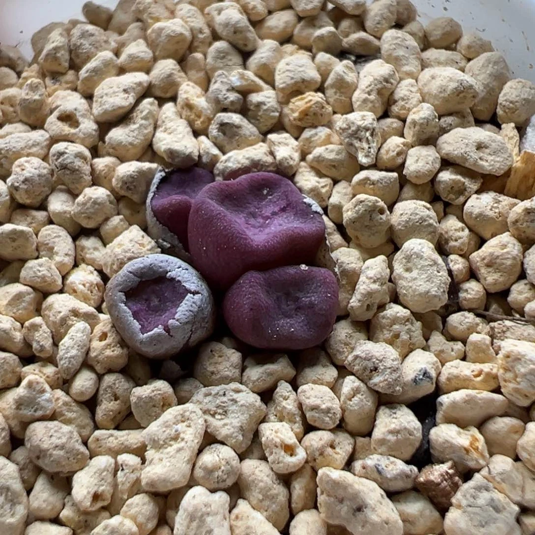 多肉280方碗群生四头