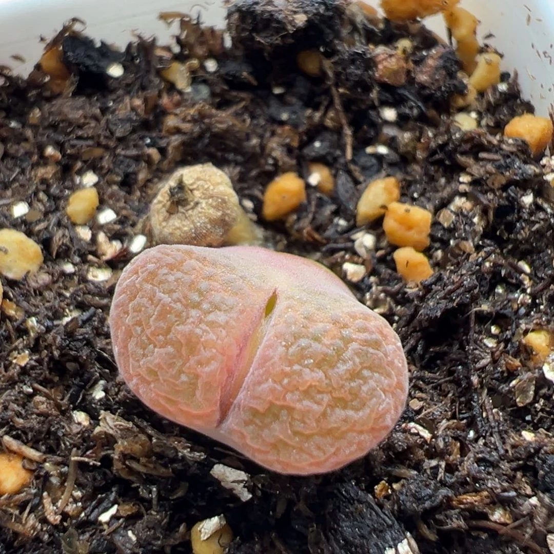 多肉232风铃带种夹