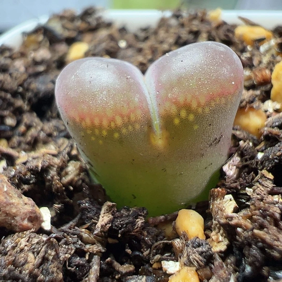 多肉植物实付满9.9包邮195