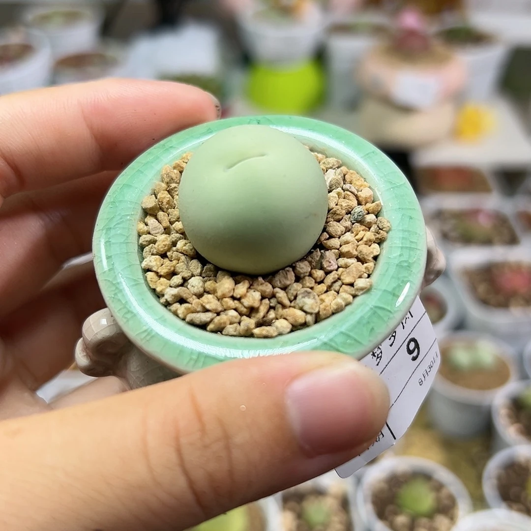 多肉植物实付满9.9包邮9
