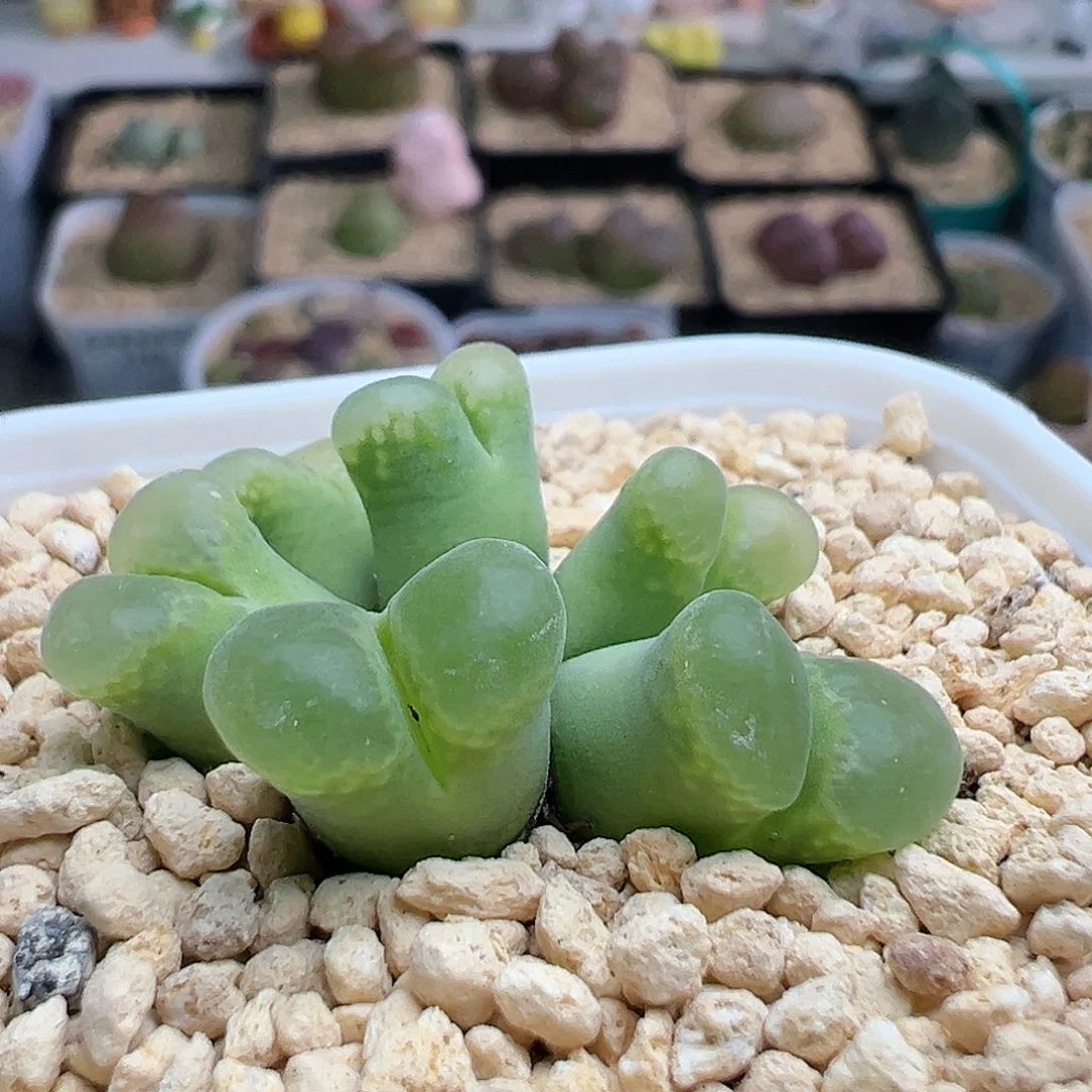 多肉182风铃群生6头