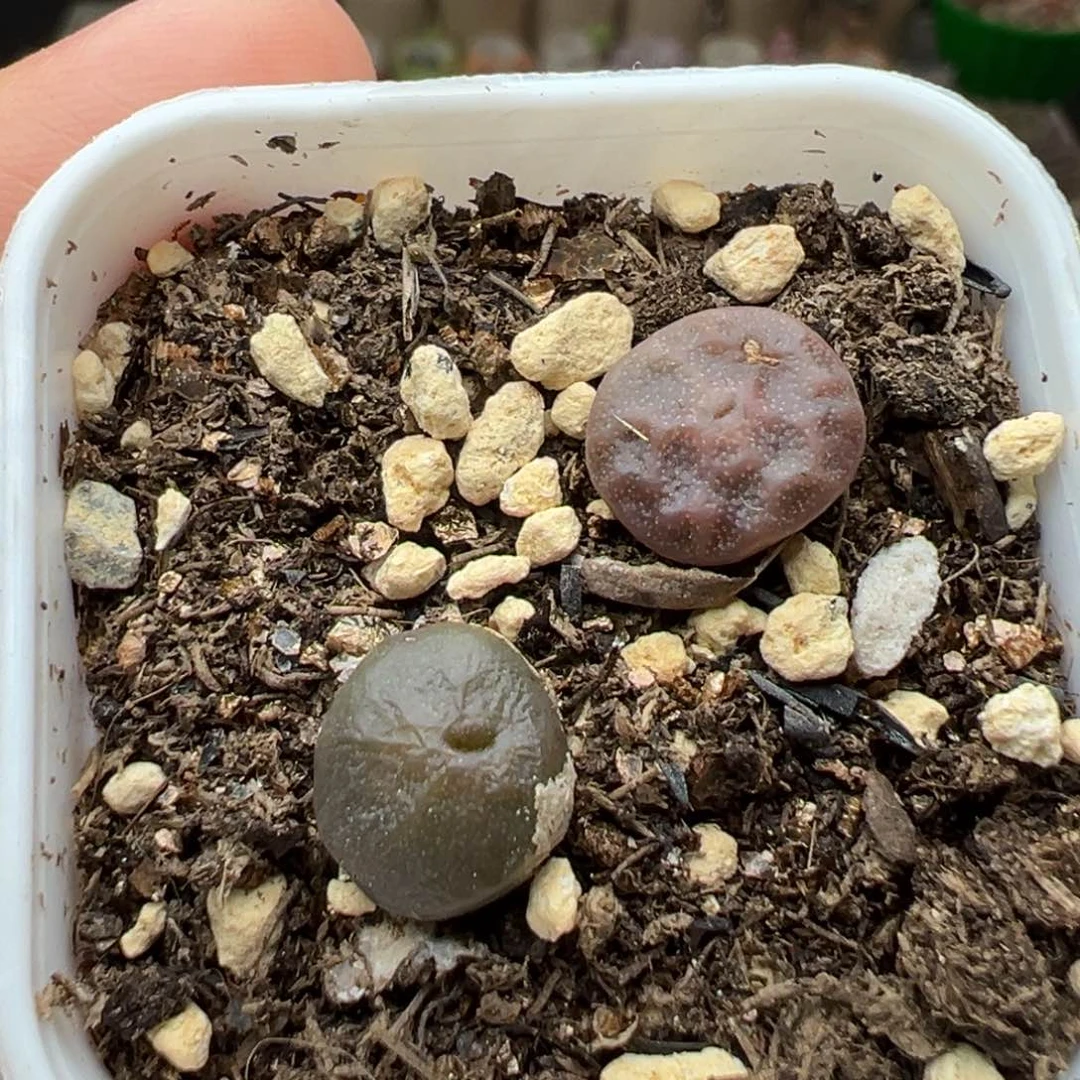 多肉植物5方烧卖