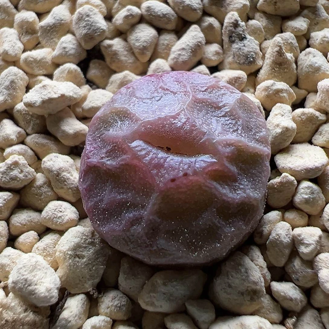 多肉214粉烧卖1.4