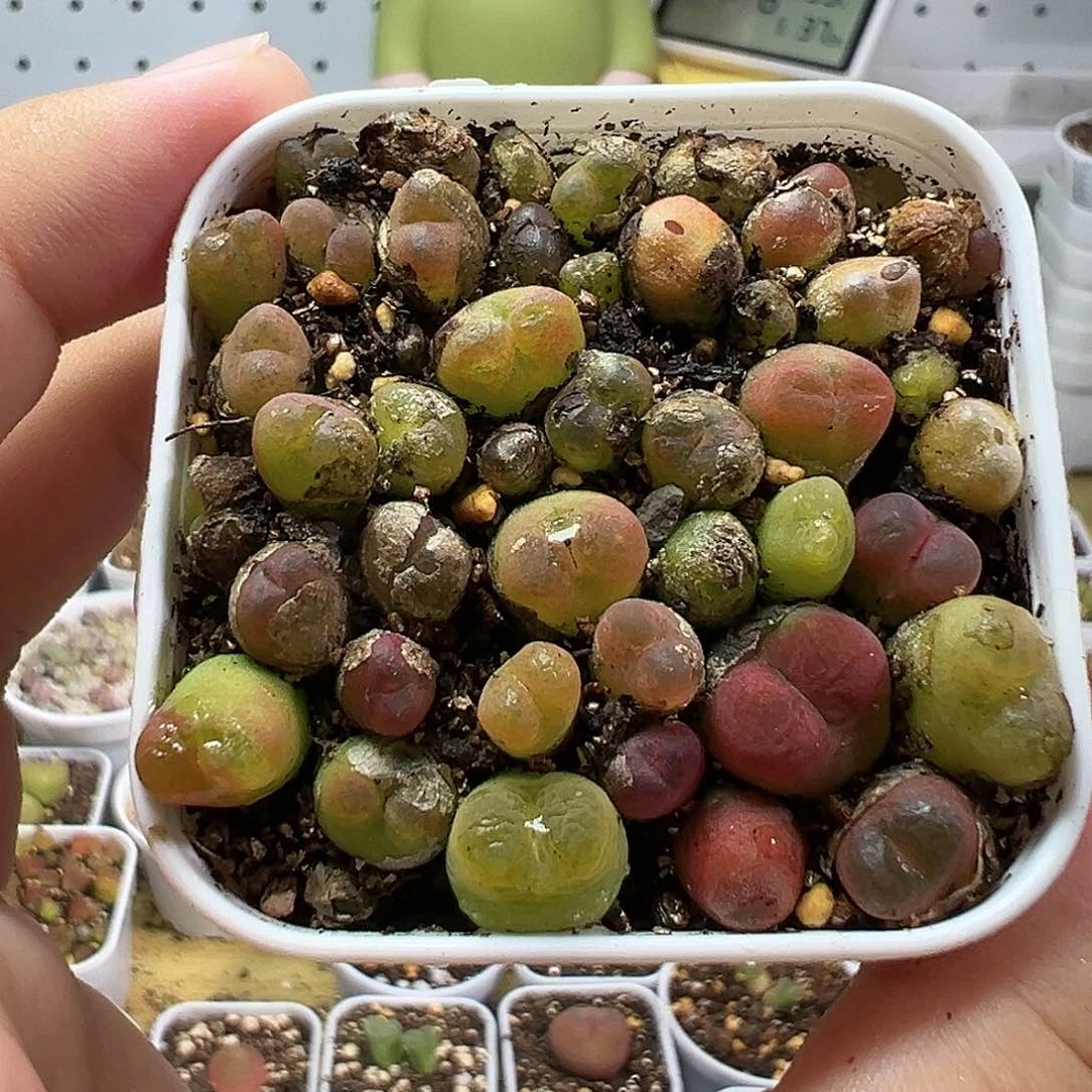 多肉植物实付满9.9包邮20