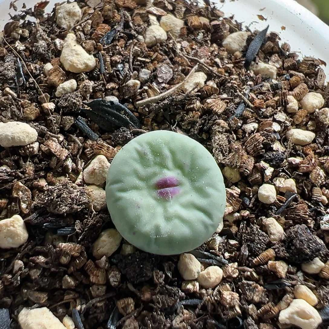 多肉植物带盆9.9包邮101