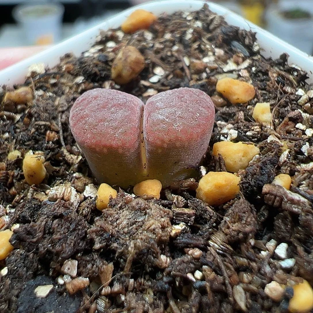 多肉植物实付9.9包邮162