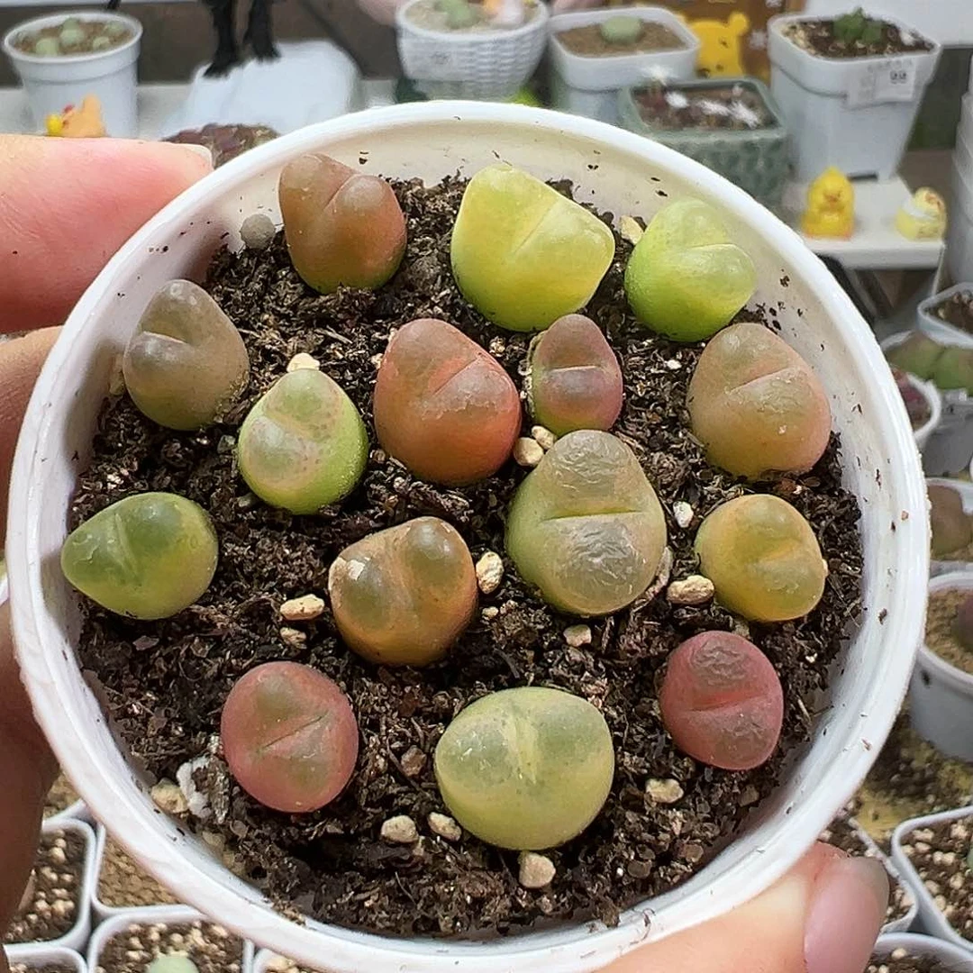 多肉植物实付满9.9包邮91
