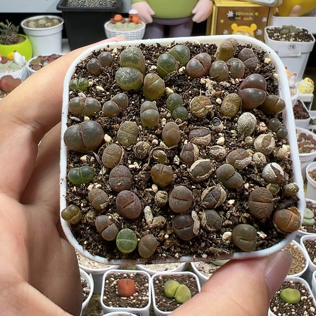多肉植物实付满9.9包邮179