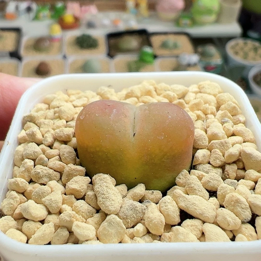 多肉植物实付满9.9包邮196