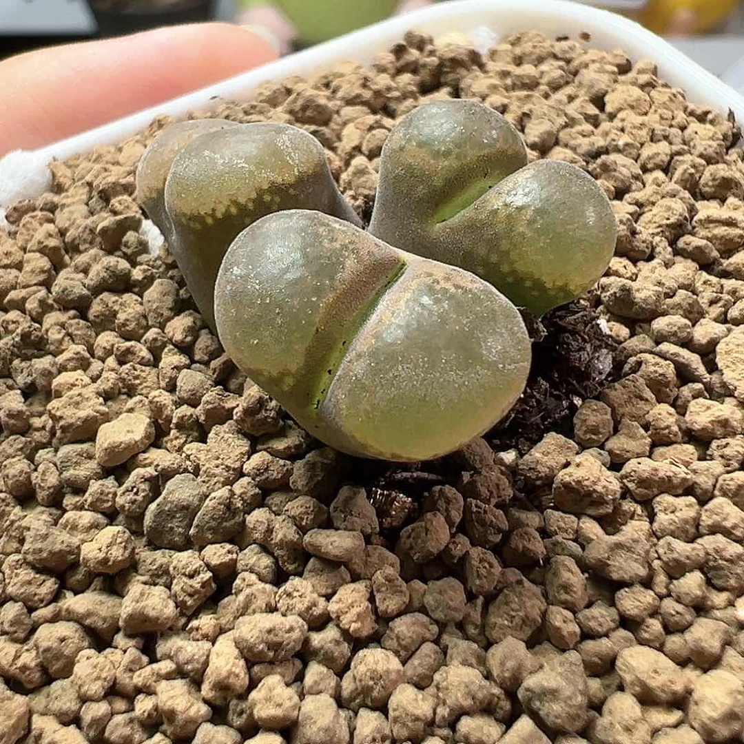 多肉植物实付满9.9包邮220