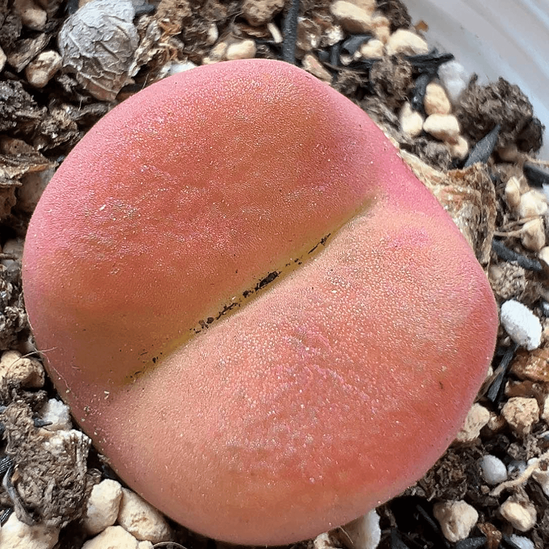 多肉植物实付满9.9包邮52