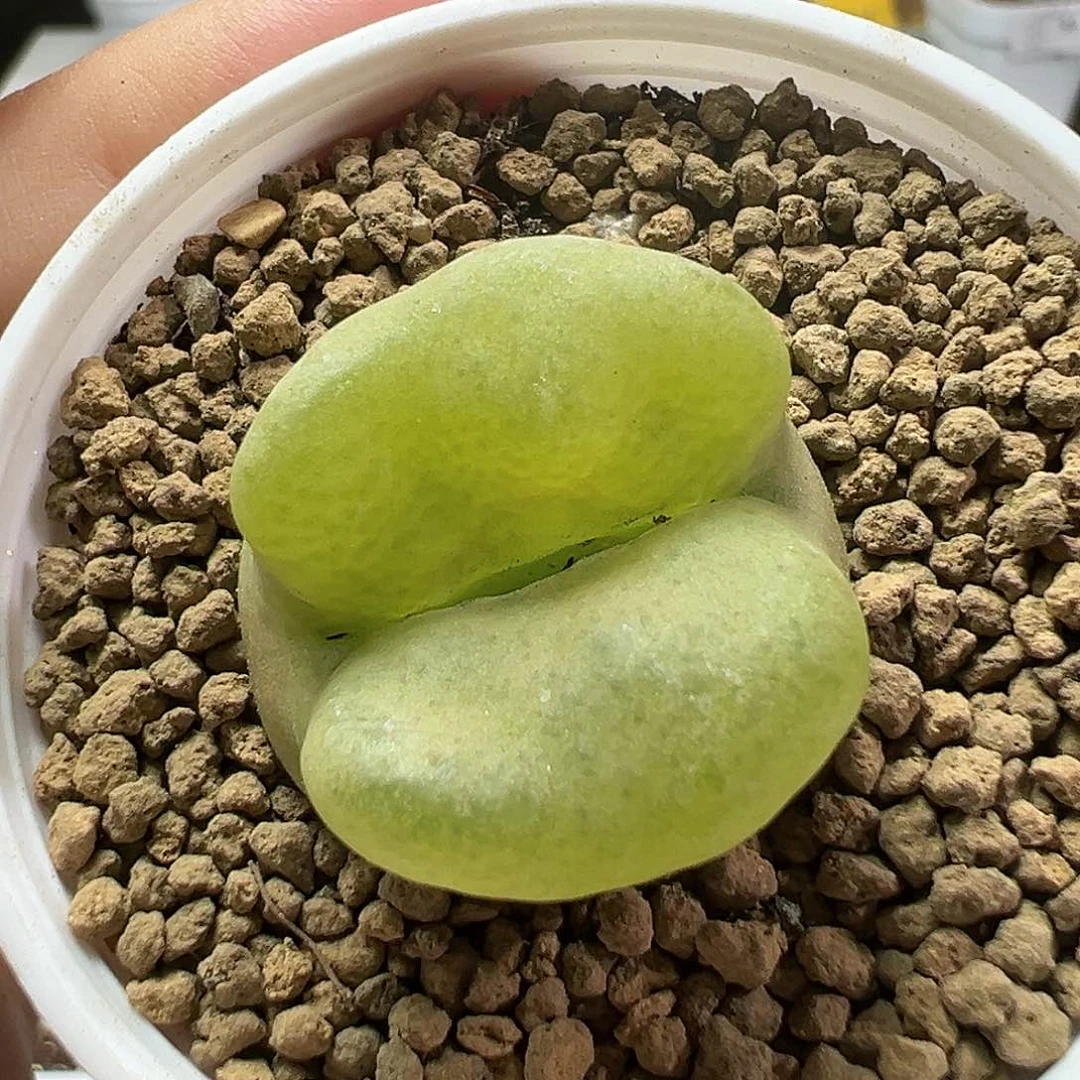 多肉植物实付满9.9包邮53