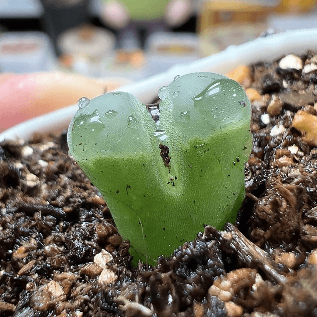 多肉植物实付满9.9包邮240极窗