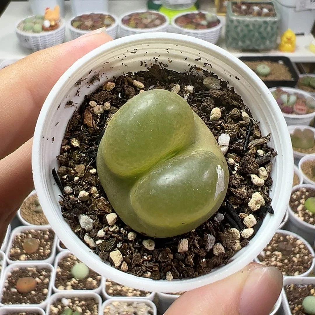多肉植物实付满9.9包邮83