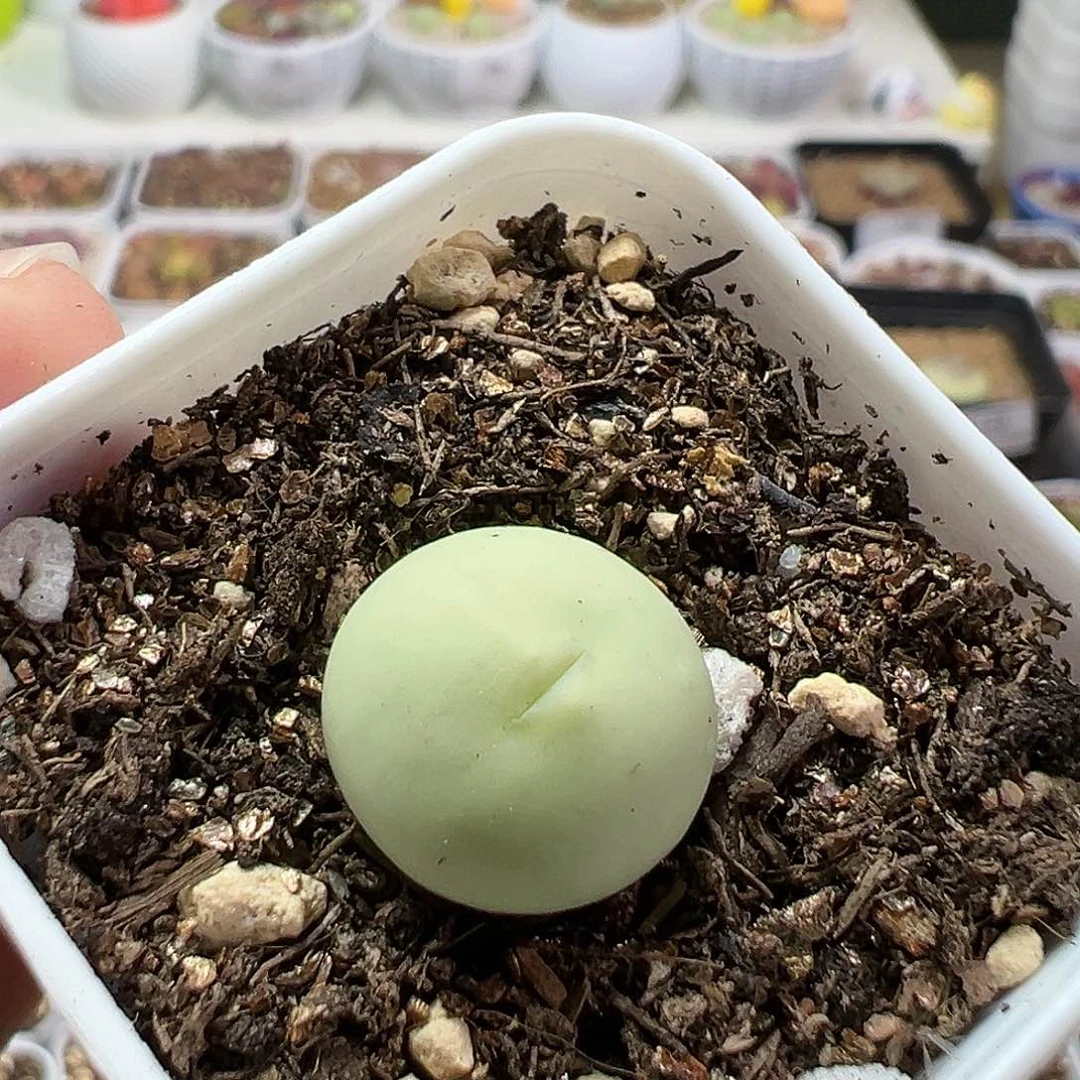 大**灰多肉植物实付满9.9包邮44