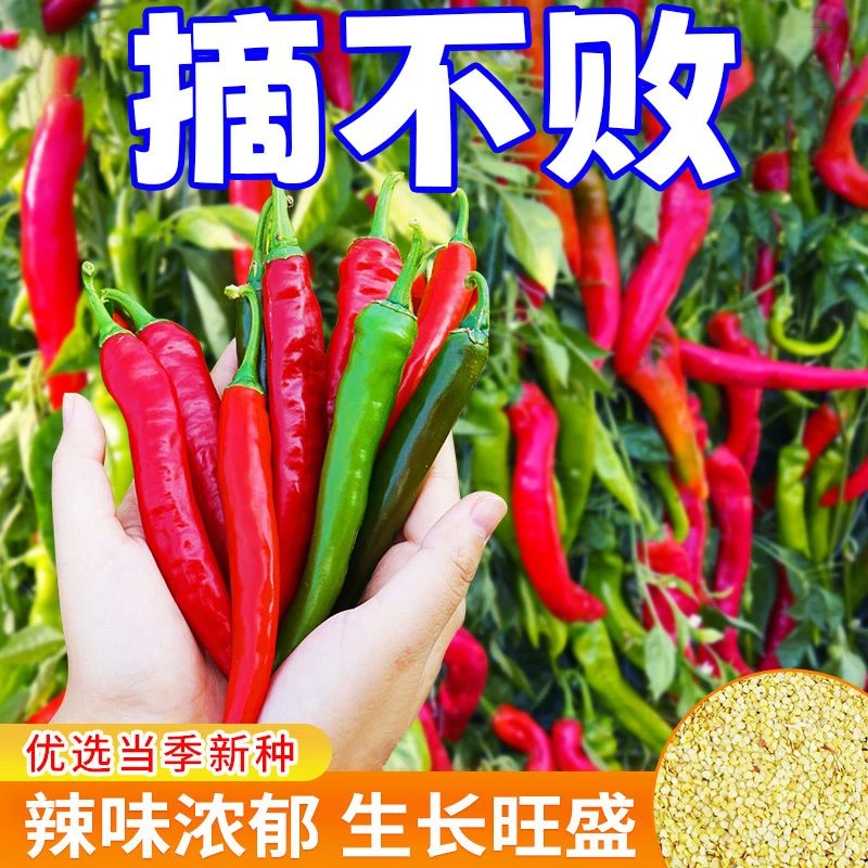 美人椒辣椒种种子大阳台易种花卉辣辣椒树盆栽辣椒籽蔬菜种子