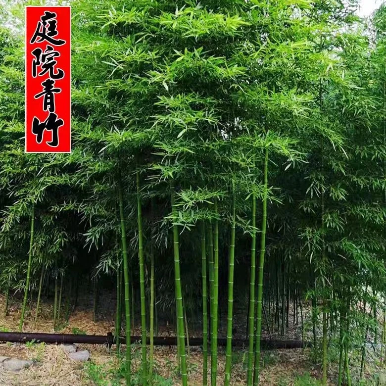 竹子苗庭院四季常青紫竹青竹苗盆栽北方耐寒树苗金镶玉竹植物绿化