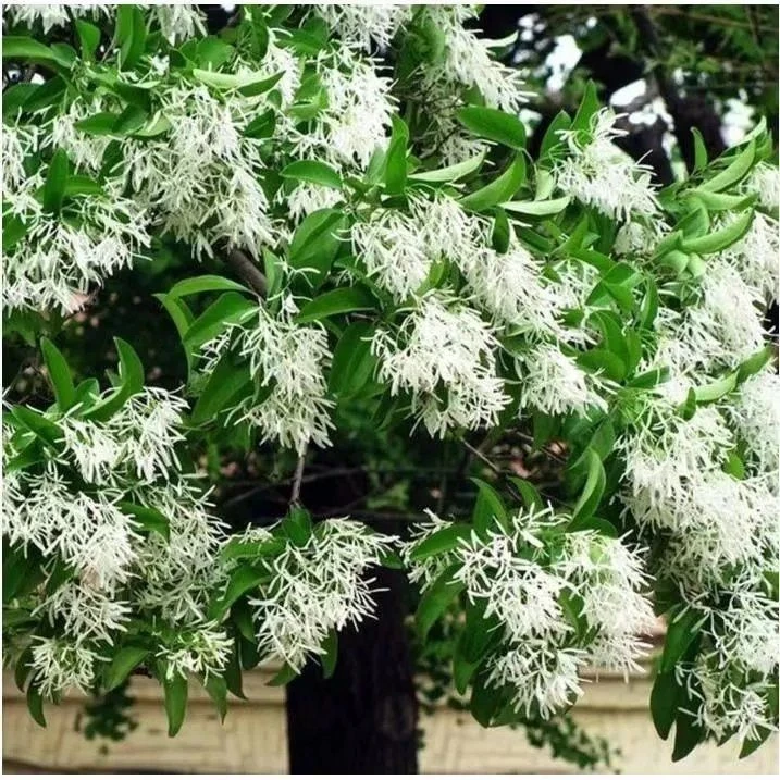 流苏树苗老油根子流苏小苗嫁接桂花母本盆栽地栽庭院绿化雪罗花