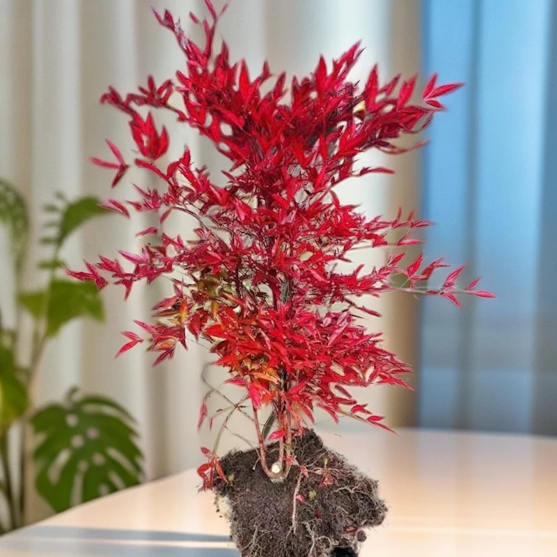 火焰南天竹树苗丛生老桩盆栽室内阳台别墅庭院耐寒四季常青风景树