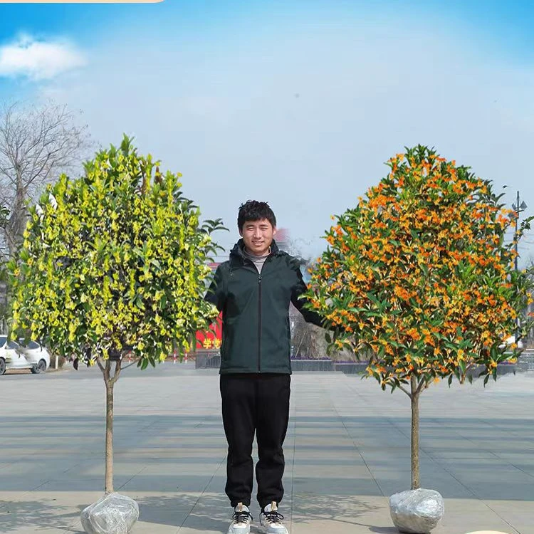 桂花树苗四季桂大型花卉八月庭院原生高杆金丹天香台阁沉香地盆栽