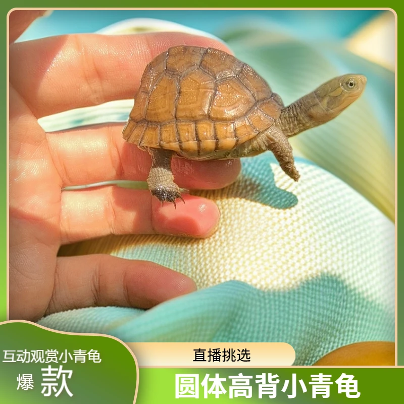 人工养殖小青龟宠物龟活体可爱观赏冷水养殖