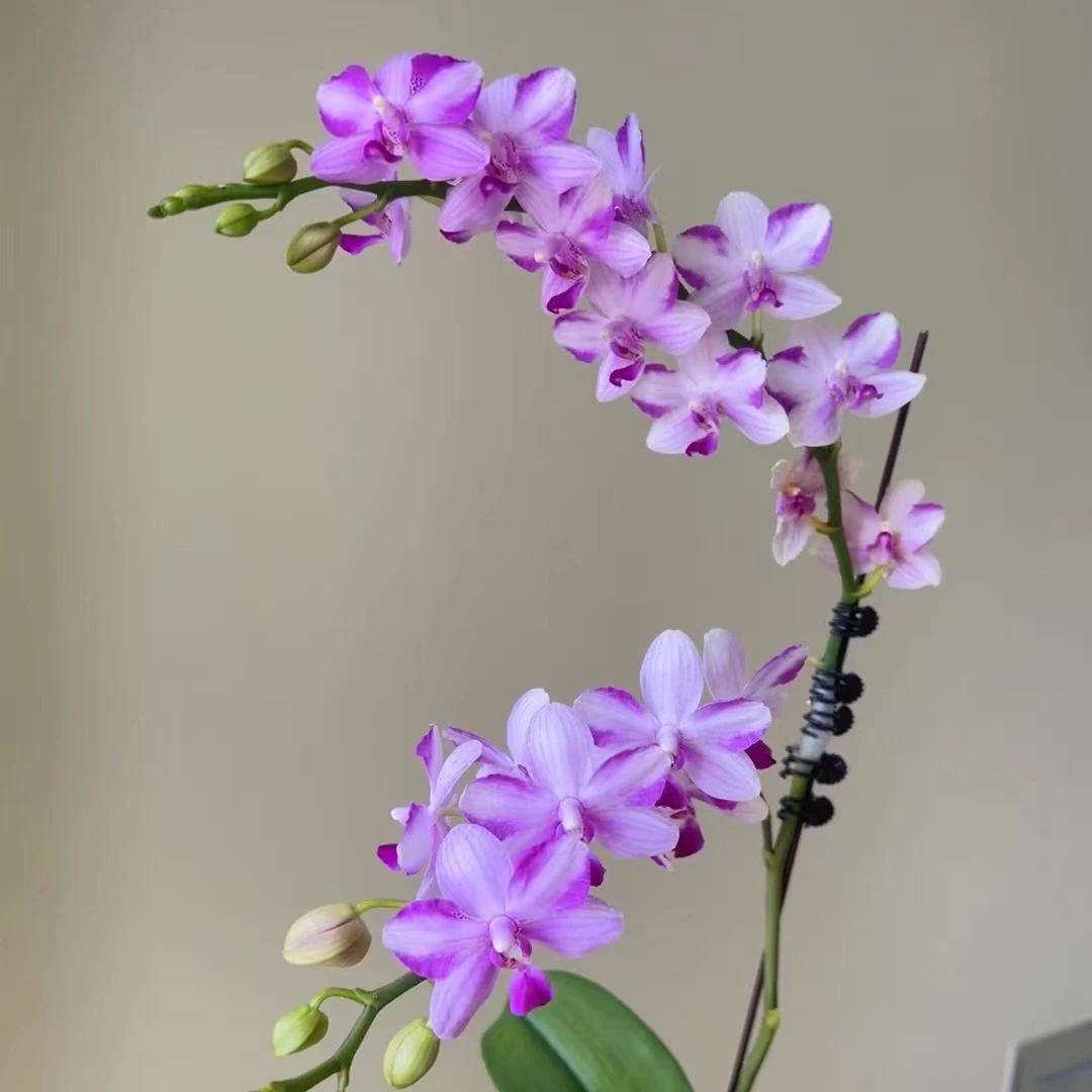 植趣【紫水晶】蝴蝶兰带香味花期半年爆根状态