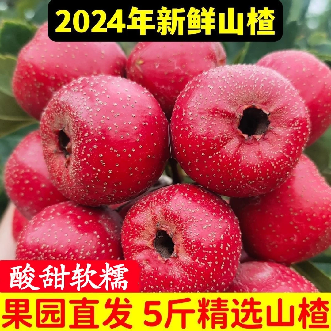 山楂果新鲜装鲜山楂现摘特大山楂山里红果糖葫芦干片批发鲜果