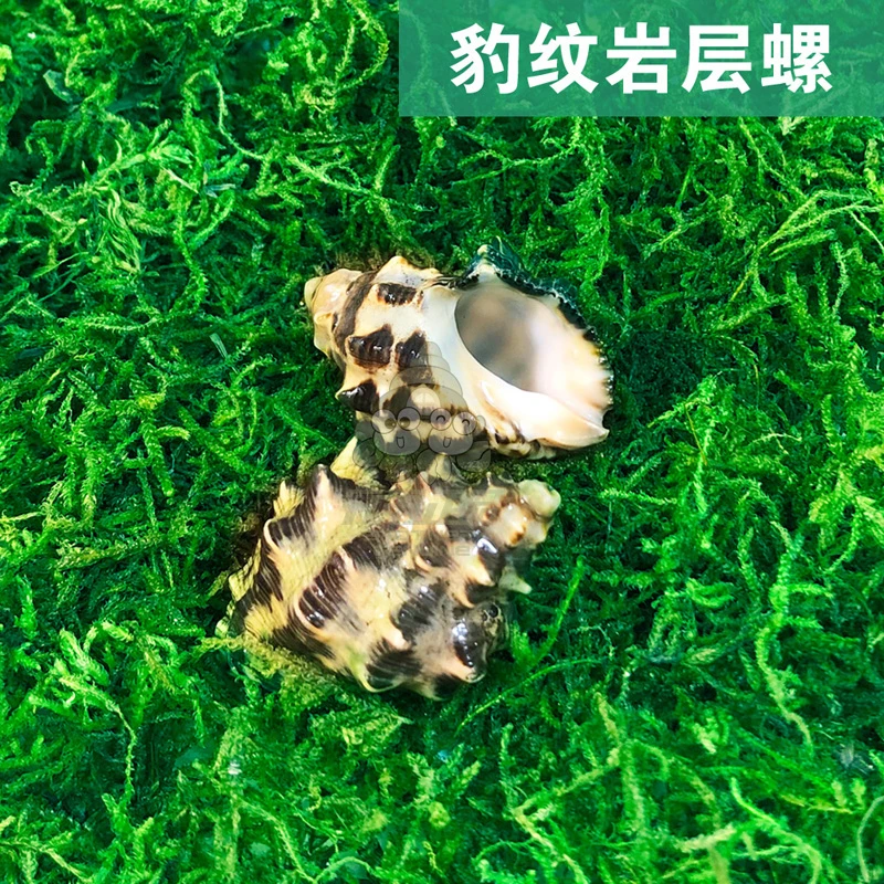 爬宠寄居蟹替换壳观赏懒人宠物