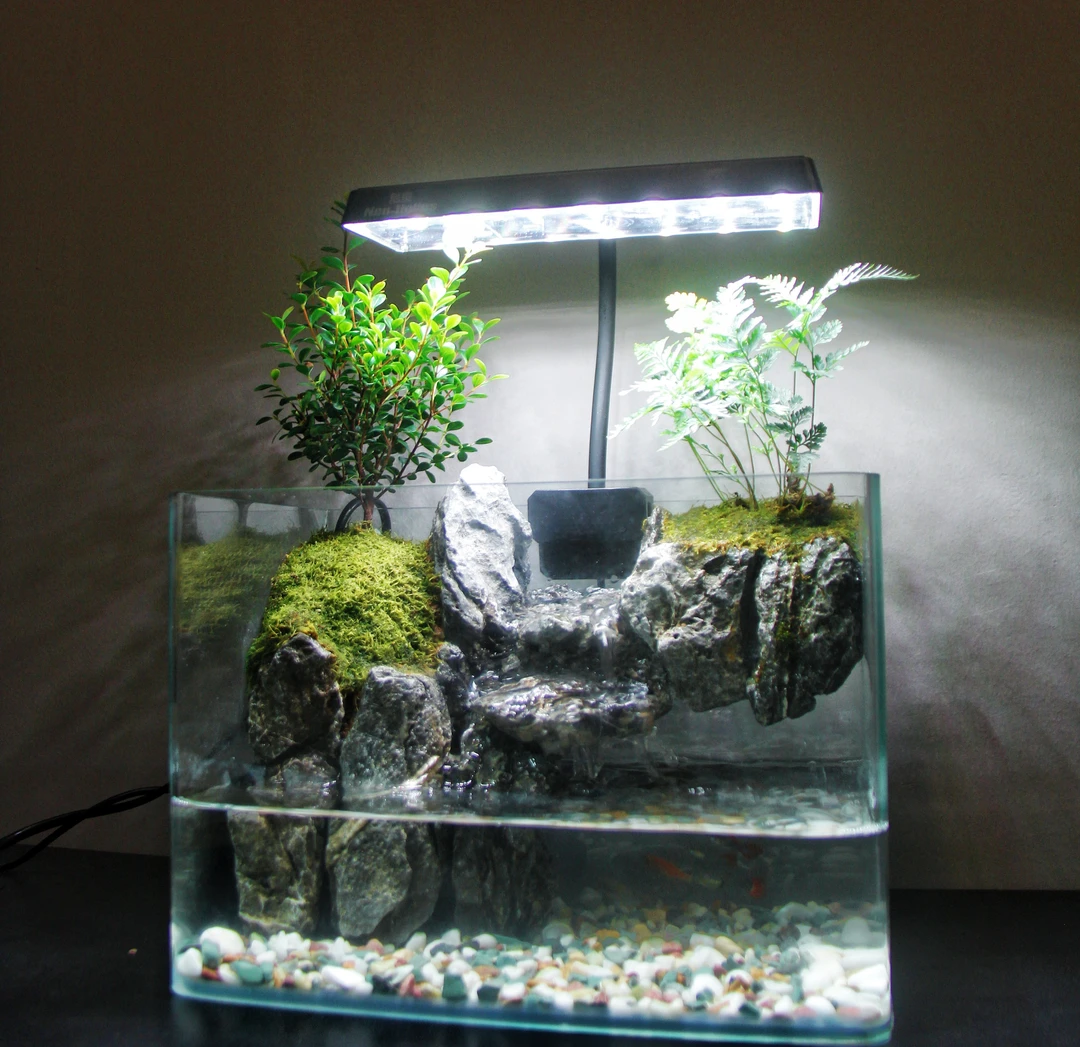 常青藤【浮中仙】内循环流水桌面创意植物组合水陆缸微景观