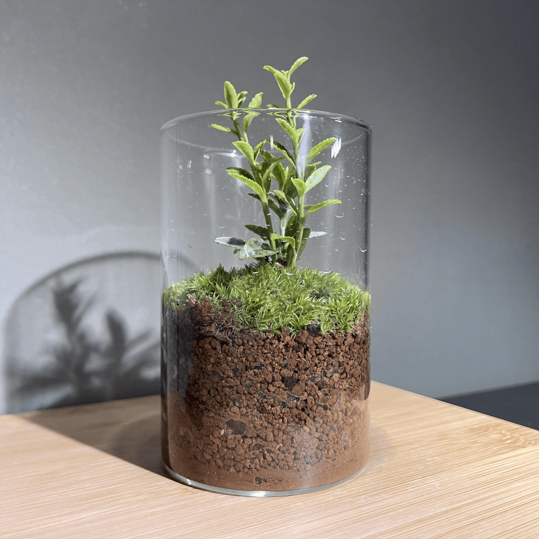 常青藤【金边黄杨会呼吸的植物】